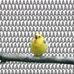 LittleBird6000