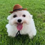 Doggor