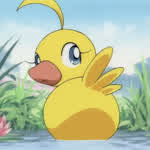 dustjacketduck