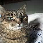 Nala348