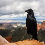mikeblackbird