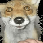 TailslyMoxFoxxx