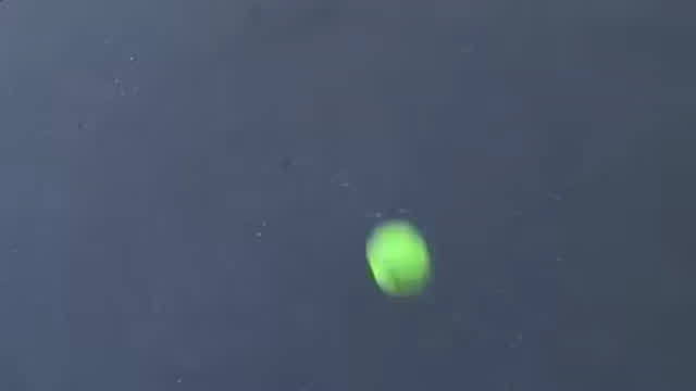Tennis Ball Throw It Against The Wall