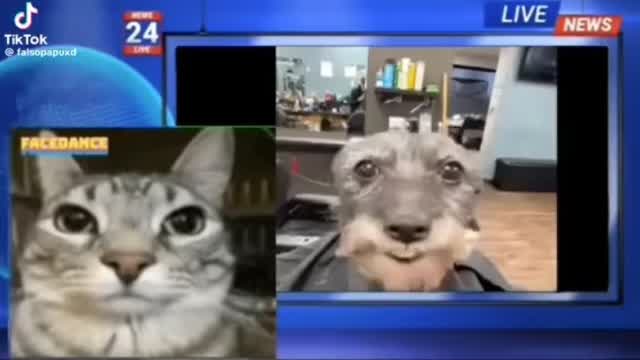Perro se comunica en nuestro idioma y dice impactantes palabras