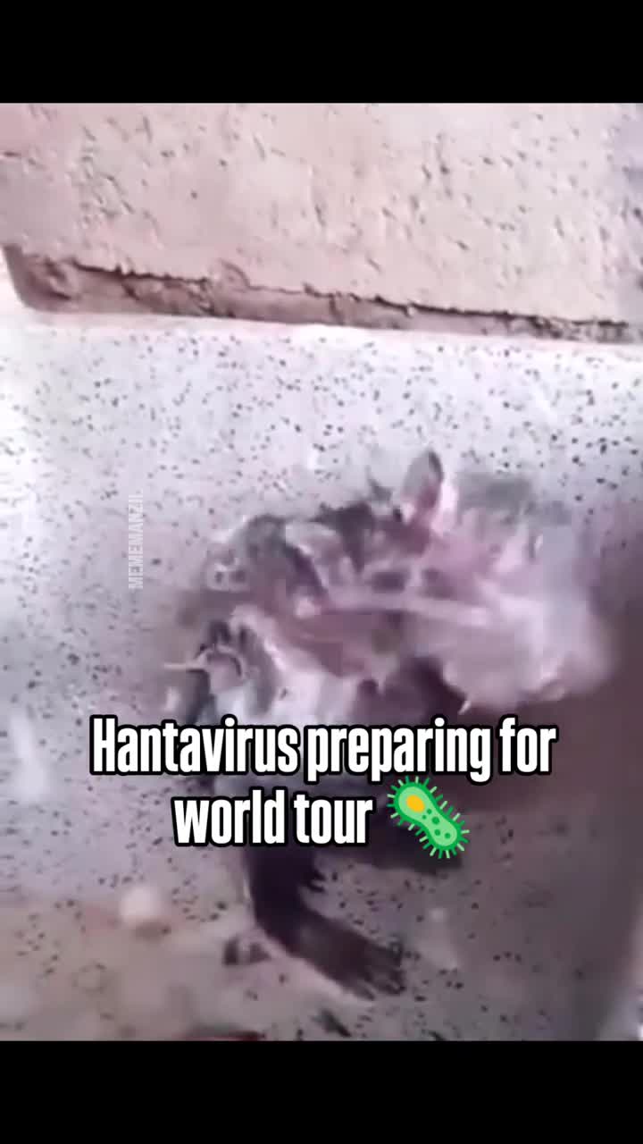 ☢️ Ratas Hantavirus☢️ ☢️ Ratas Hantavirus☢️