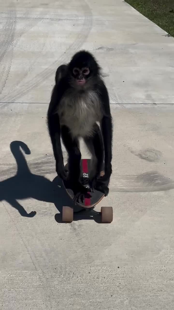 skating spider monkey