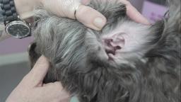 Introduction to Grooming the Cockapoo by Abbfabb Acedemy