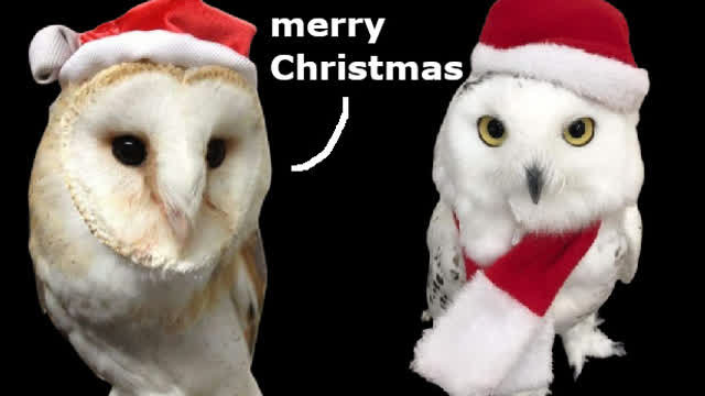 Owlmas