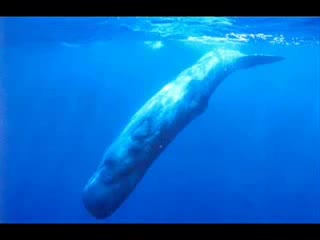 Bill Gates el Anticristo (Loquendo)