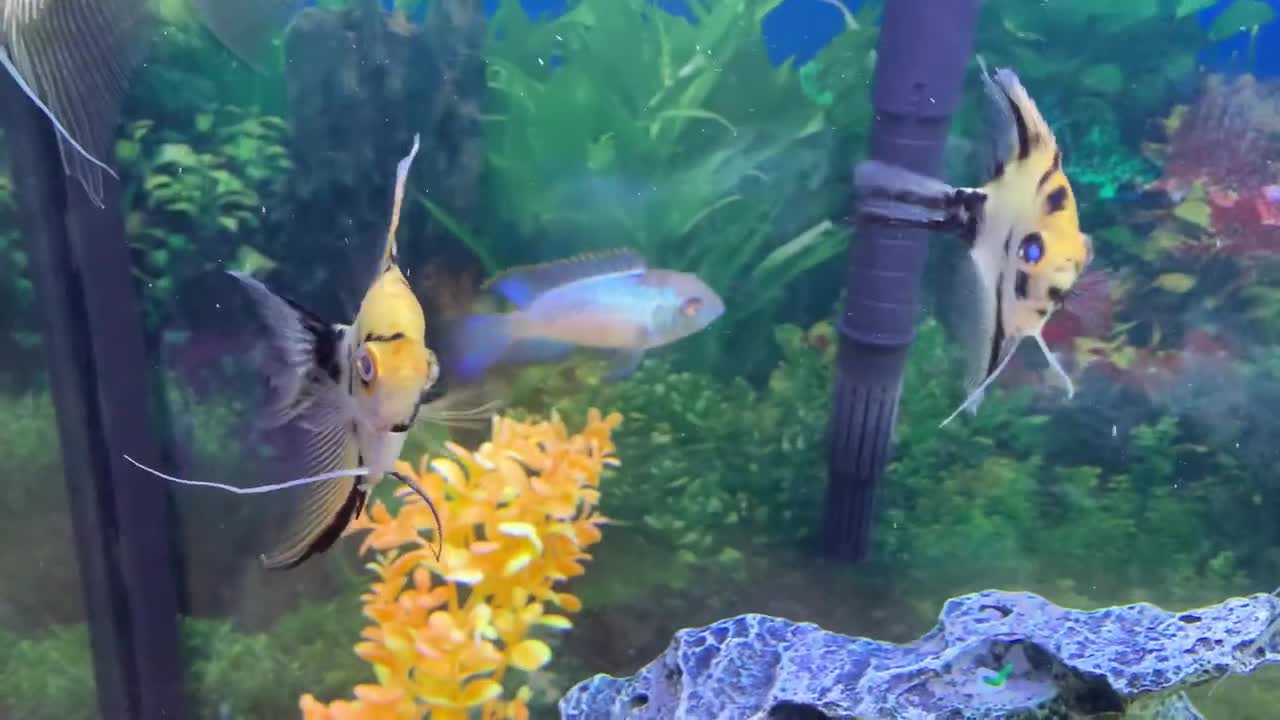 JoshDoesAmazingContent2008's Pet Fish