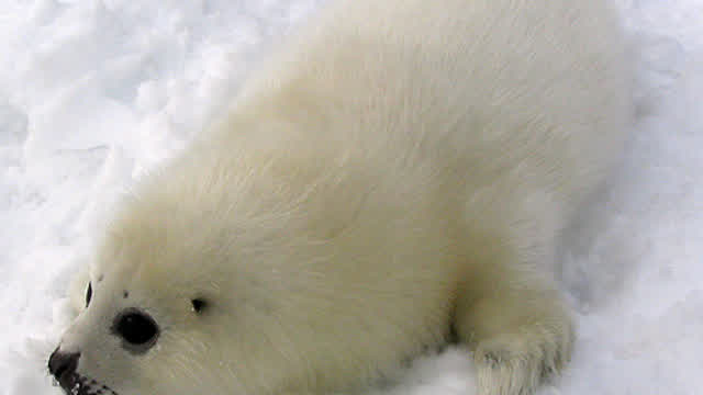 cute seals :3