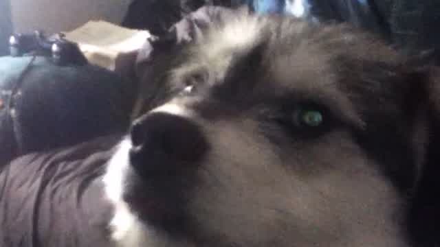 Bandit