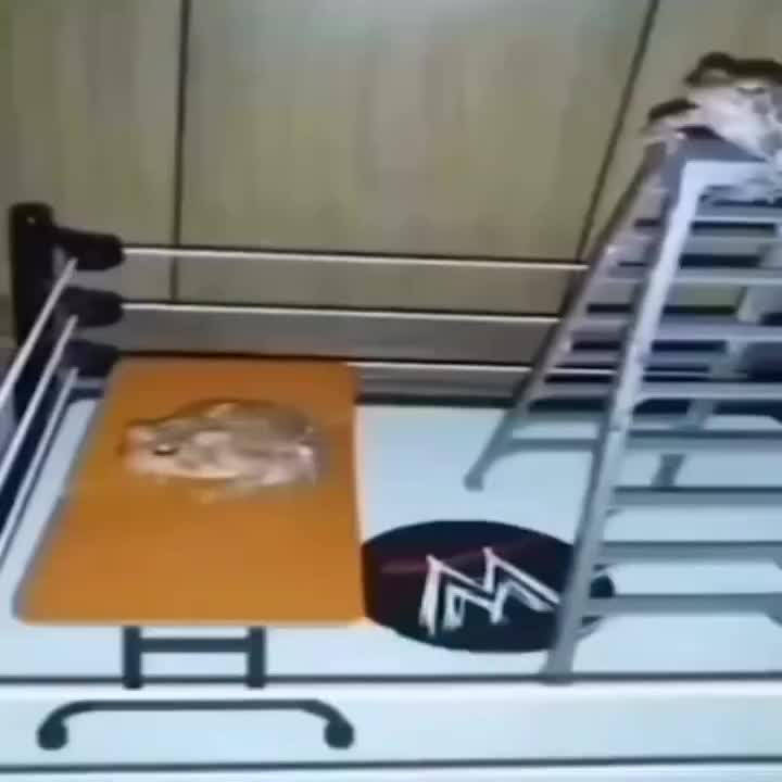 frogs wrestling