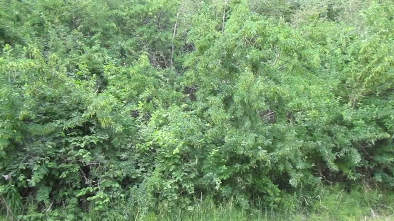 Childhood Videos #9 - Catbird Singing