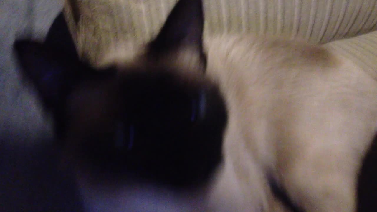 eL gAtO MaS pRO!!1!1