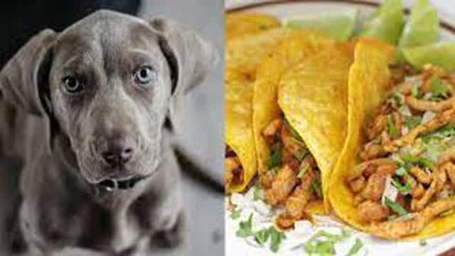 VLPH - Haciendo Mi Propia Pelicula (Parte 1)