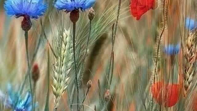 Why The Royals Are Not Being Investigated