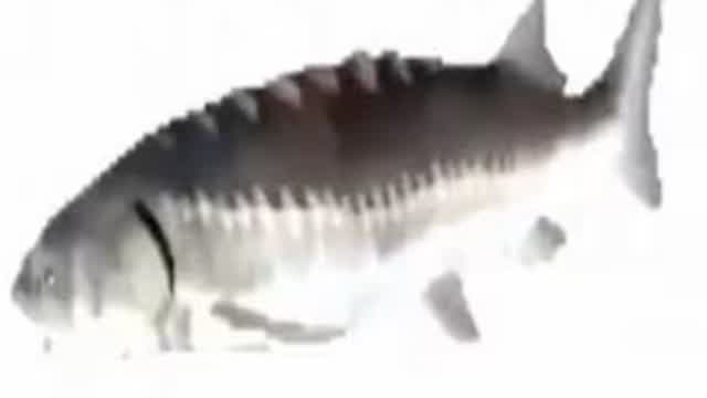 spinning fish