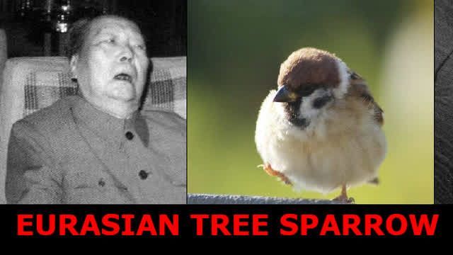 Total Sparrow Victory