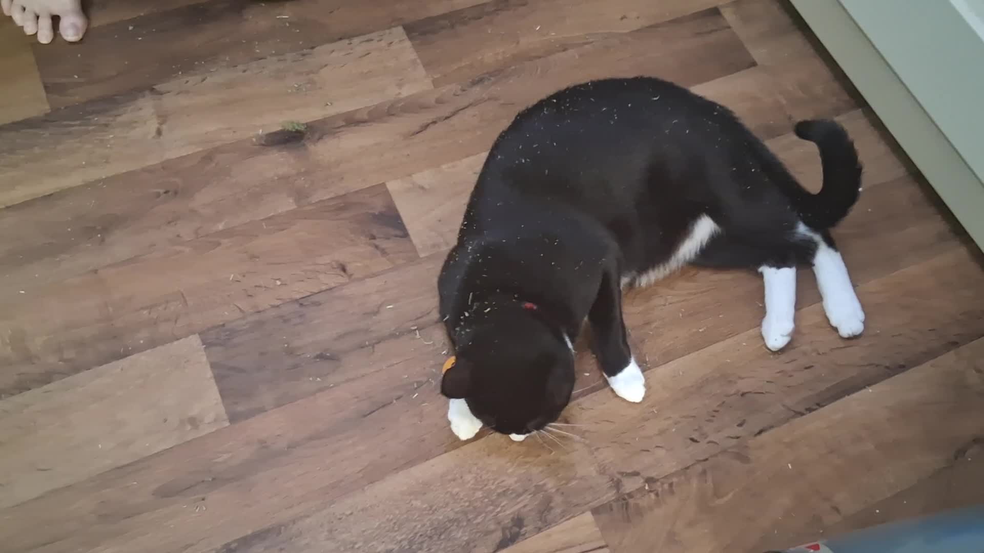 Chomusuke Having Catnip