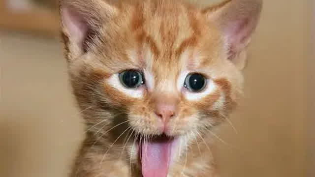 10 FUNNY cat pictures!!!