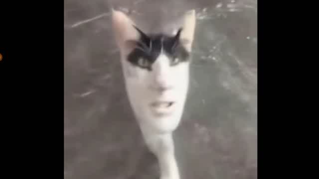 A normal cat