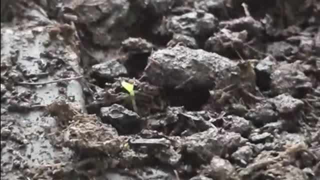 Growing quince and grapes from seed