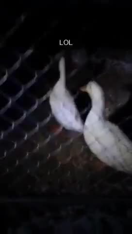 ducks #minis