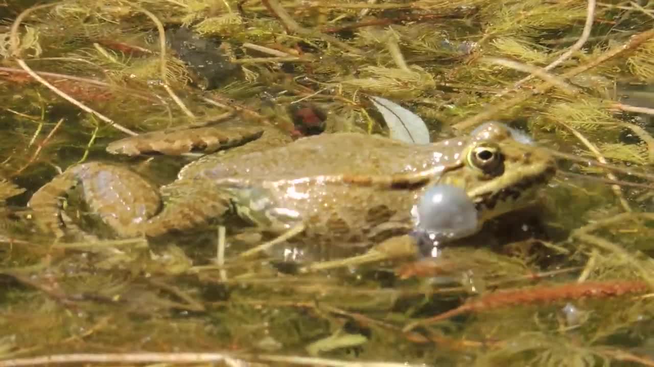Frogs in the Salzachsee, May Frogs in the Salzachsee, May