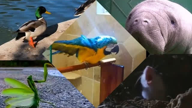 ANIMALS 12345678910111213141516171819202122232425262728293031323334353637383940414243444546474849505