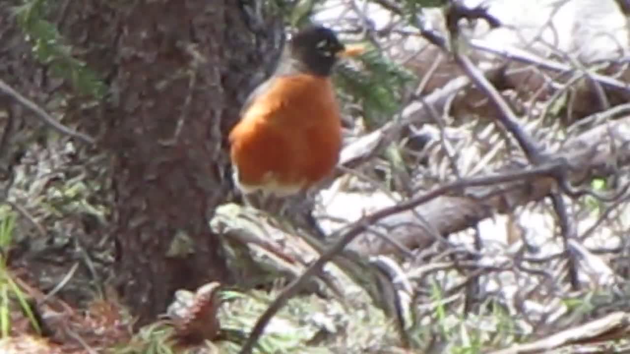 Childhood Videos #5 - Robin on Log