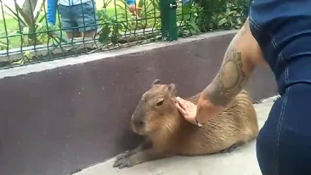 Personas interactuando con capibaras en el Gran Acuario Mazatlán, 28 de marzo de 2026