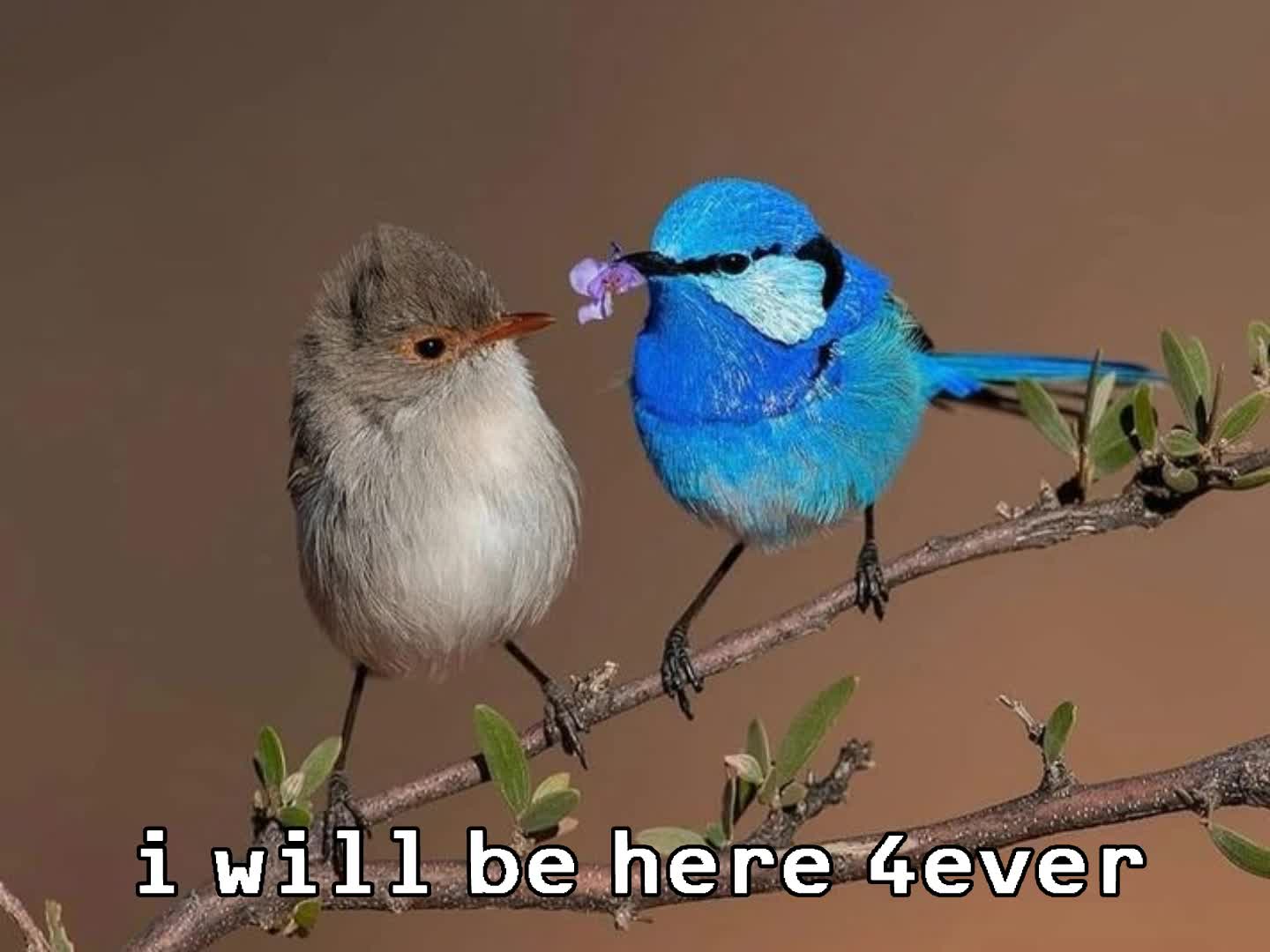 SPLENDID FAIRYWREN EDIT SPLENDID FAIRYWREN EDIT