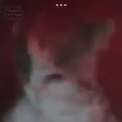 cat in ohio