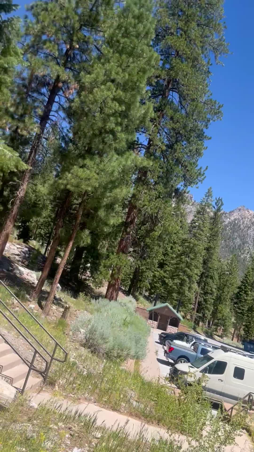 sunday picnic in the woods
