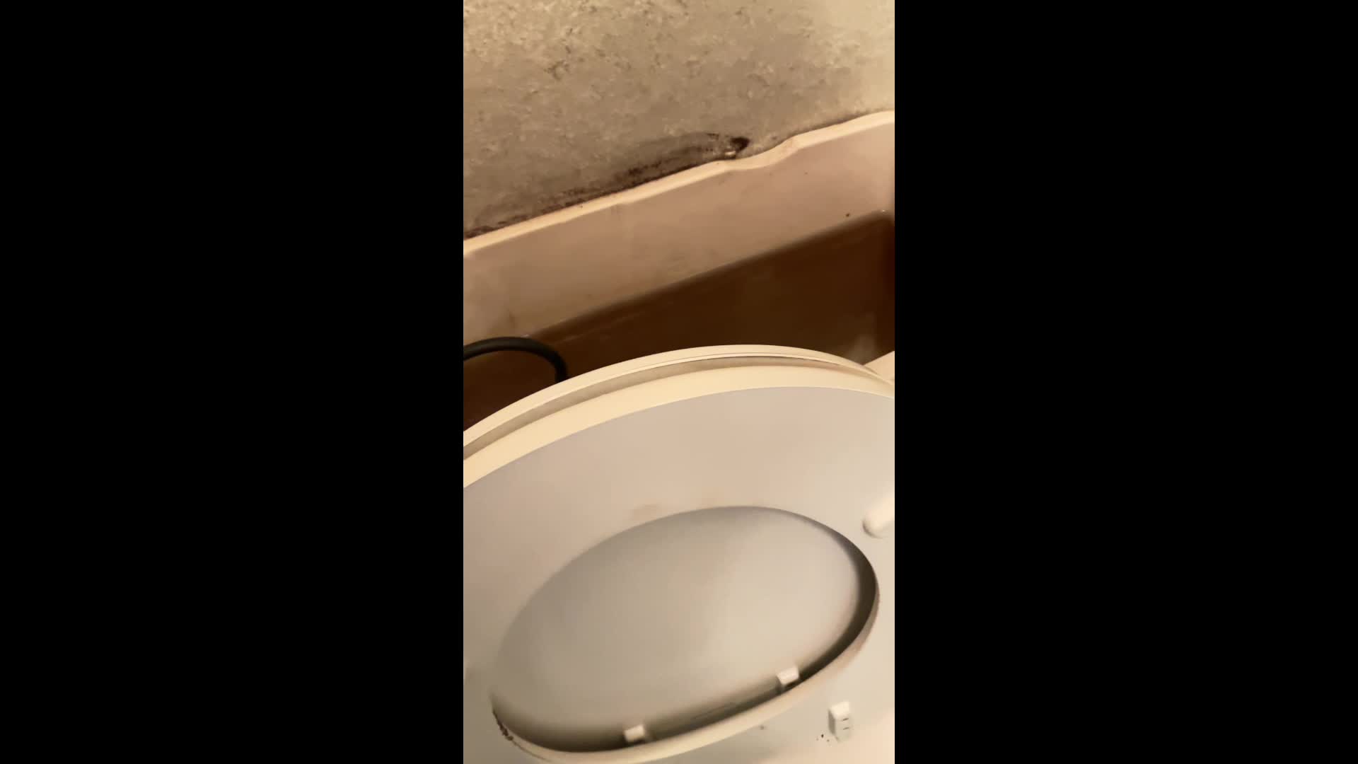 I’M TRANS (toilet pt 3)