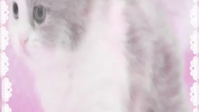 4 the kitties out there