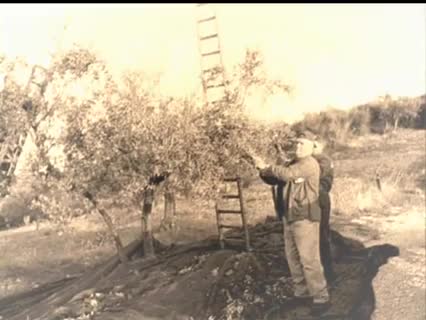 Contadino Toscano delle Susine