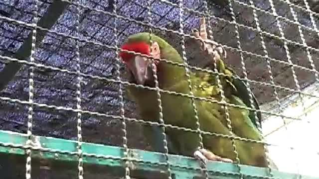 Exhibición de aves en el Gran Acuario Mazatlán, 28 de marzo de 2026