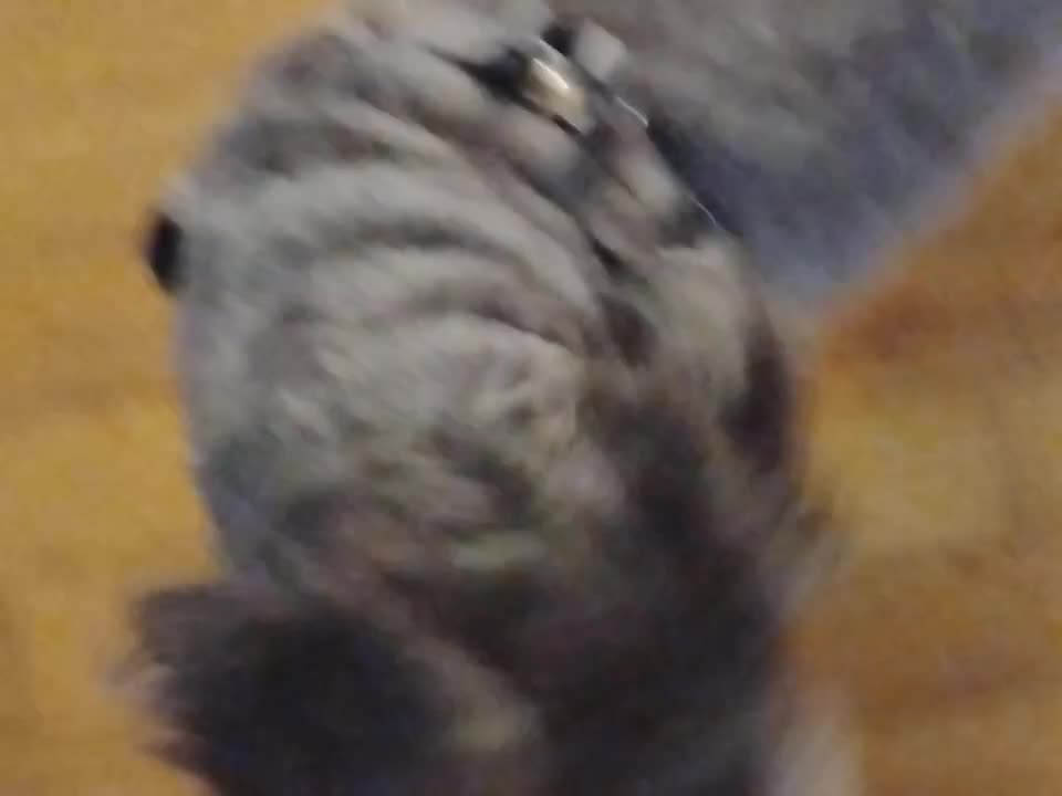 Jojo eats chicken