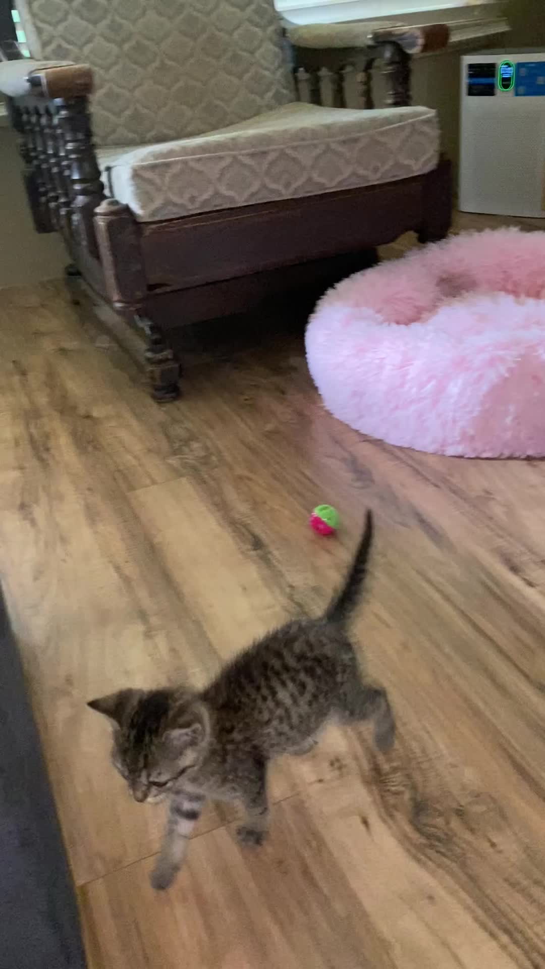 Cute kitten playing in 2024