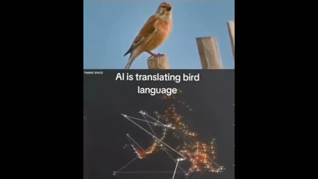 AI translating birdsong to learn what they are saying is just absolutely wild.