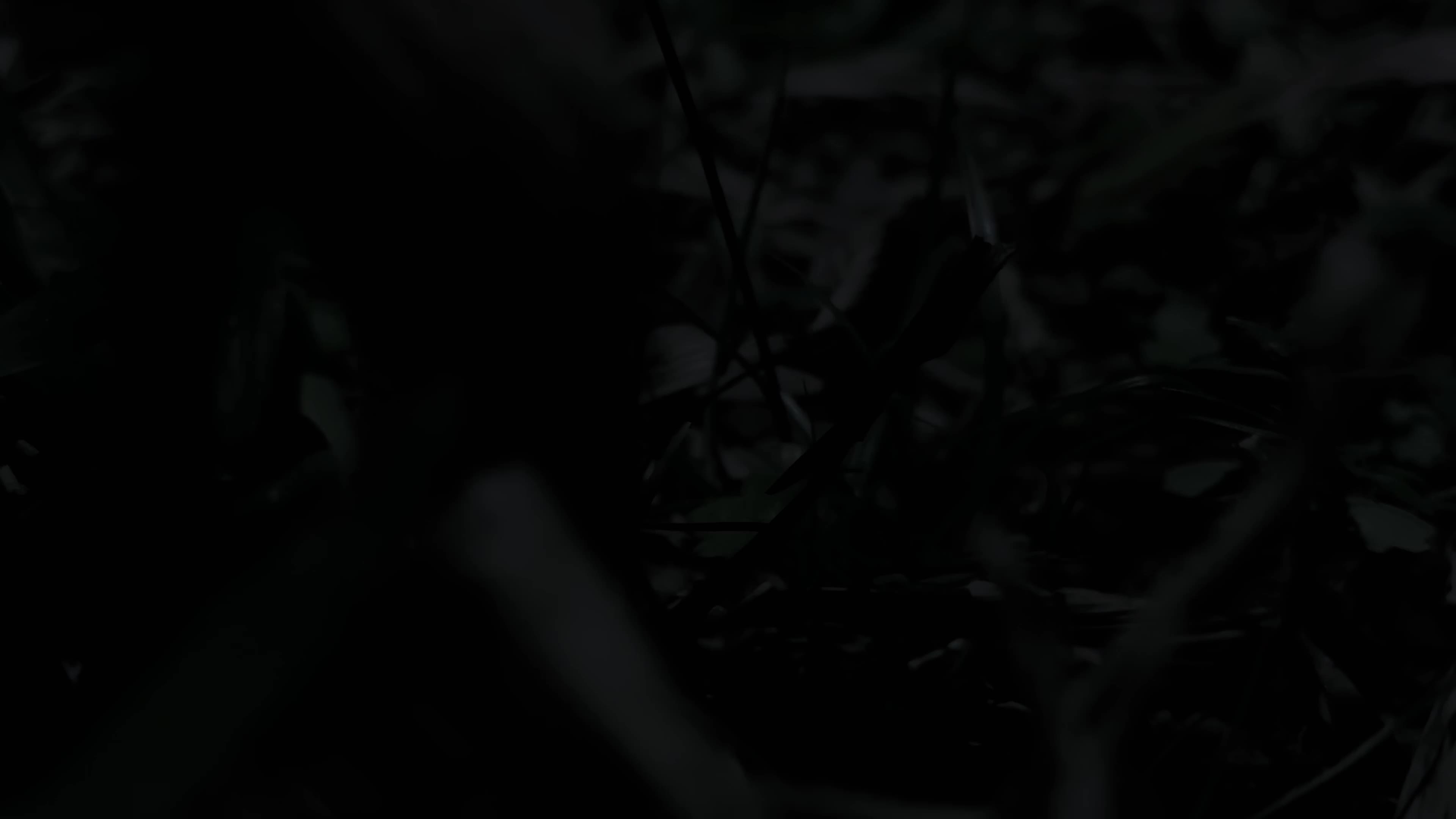 Tyrannosaurus nighttime chase test