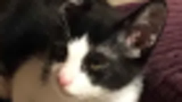 USA Politicians Be Like (OC)