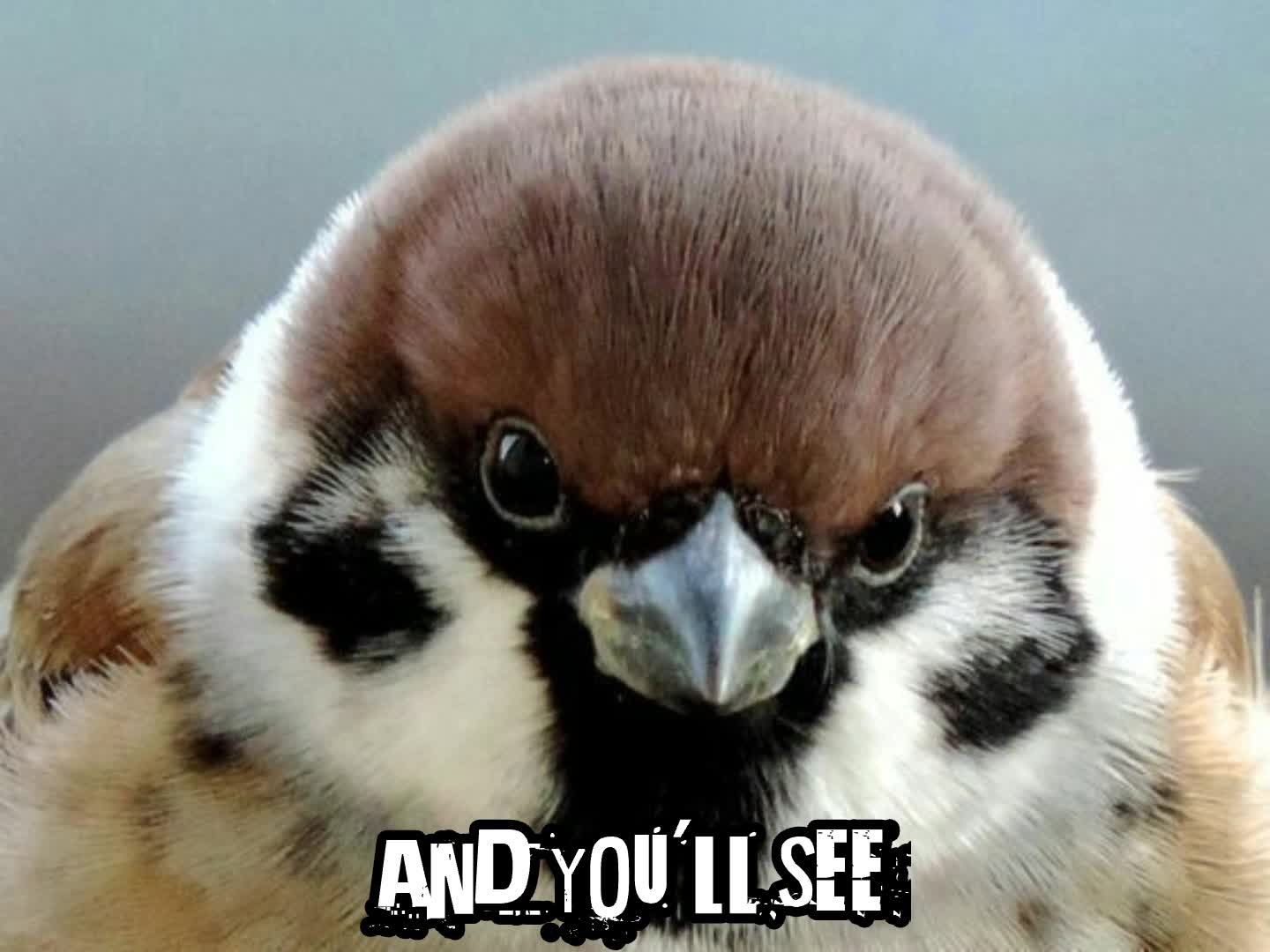 Emo Sparrow is Emo an listens to Avril Lavigne