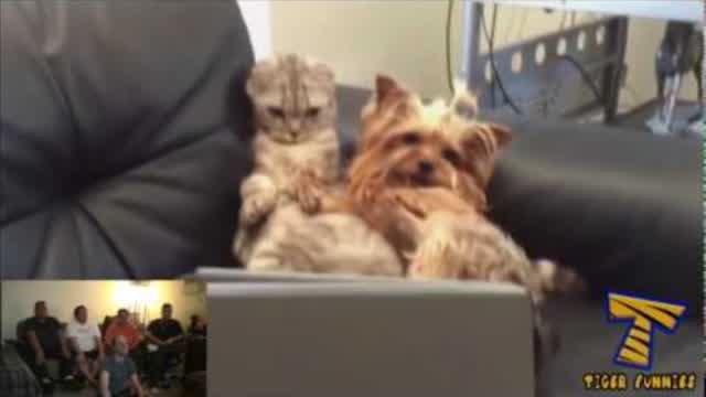 THE INTERNET'S MOST POPULAR VIDEOS! CAT REACTION