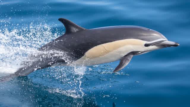 Bizarre Dreams Remembered 7-13-2025 Dolphins, Mermaids, and Only One Sink