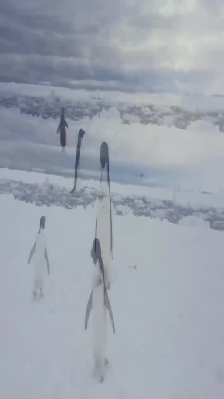 penguins