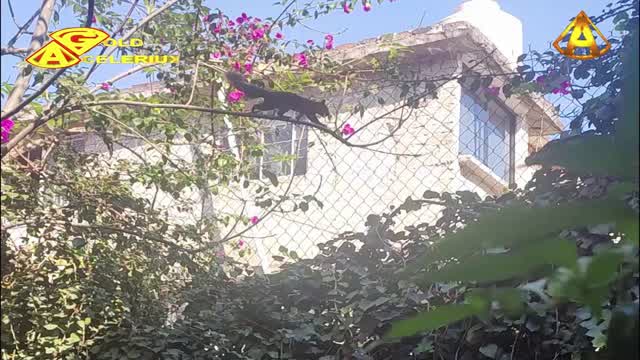 PEQUEÑOS INVASORES, @GOLDACELERIUX