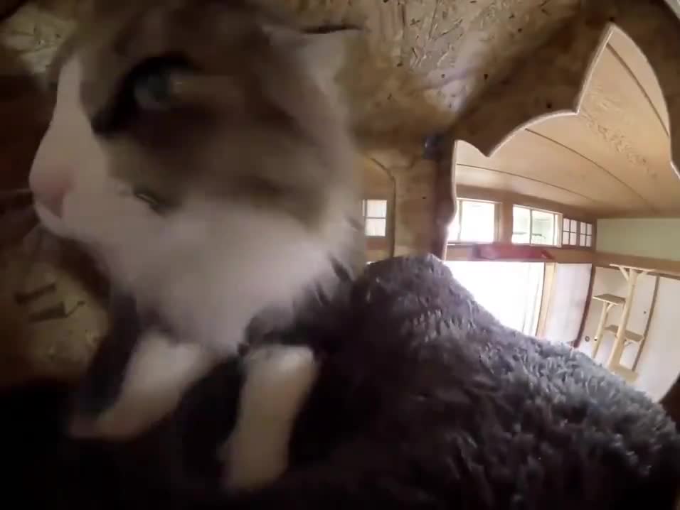 FUNNY cat doing SILLY thing